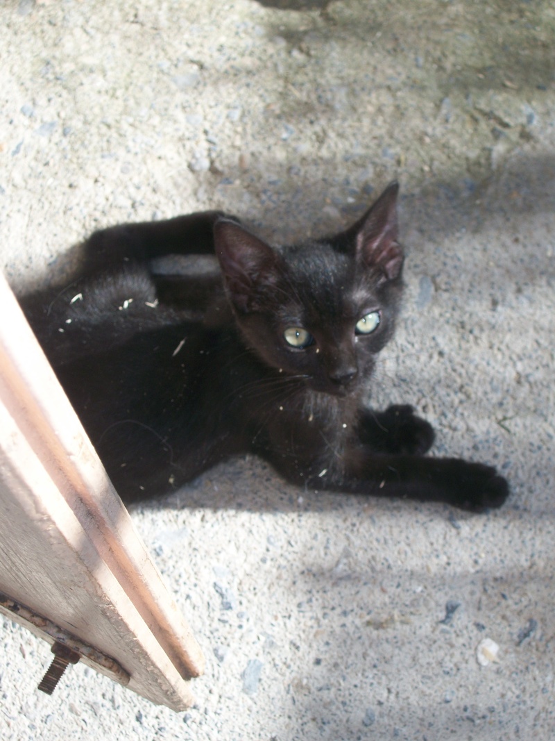 MADENE (européenne noire) et MIETTE son chaton  Aicka_13