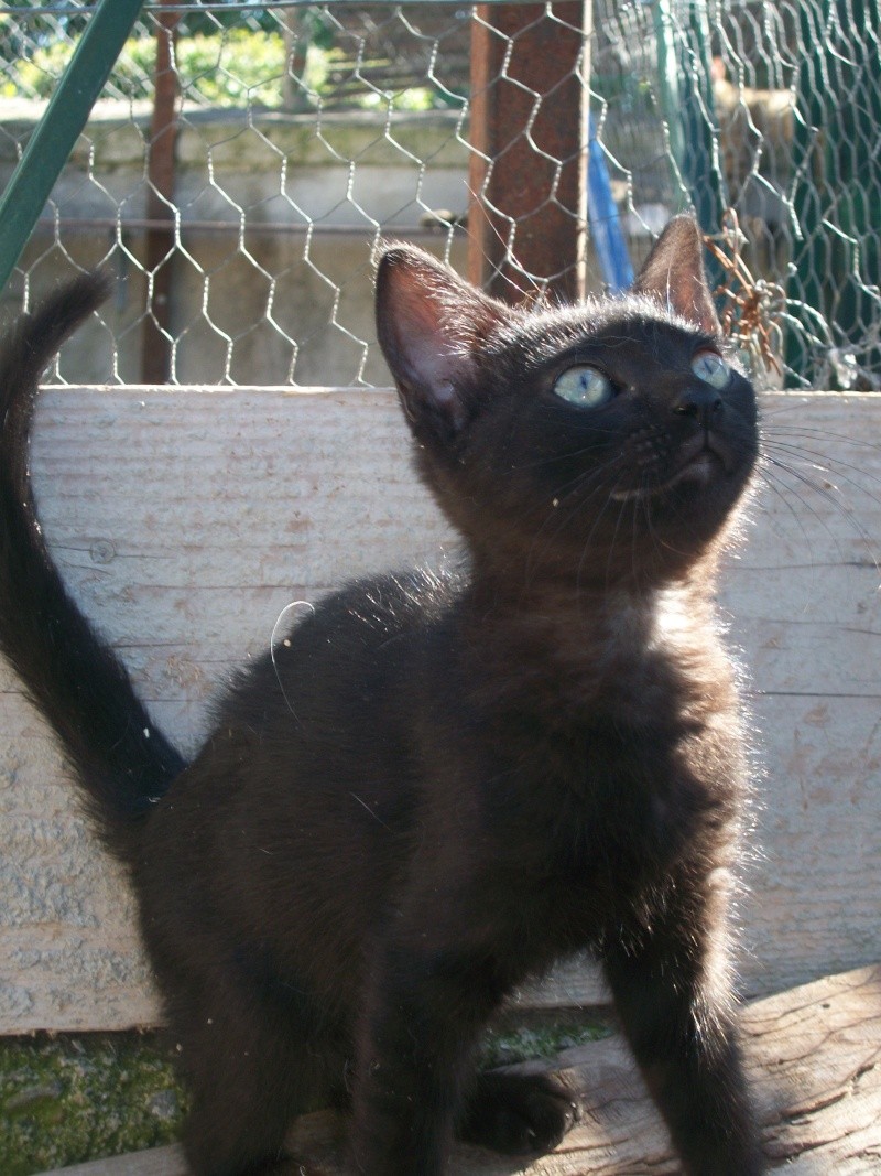 MADENE (européenne noire) et MIETTE son chaton  Aicka_14