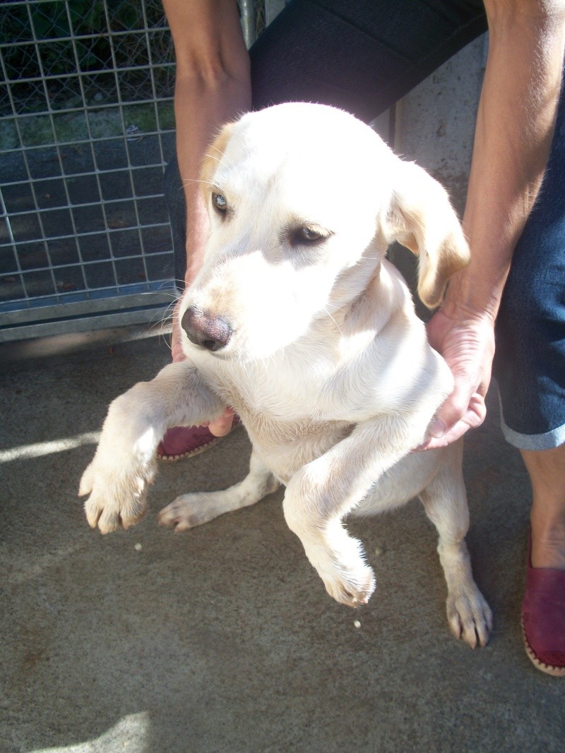 DAKOTA(chiot croisé labrador/epagneul) Aicka_16