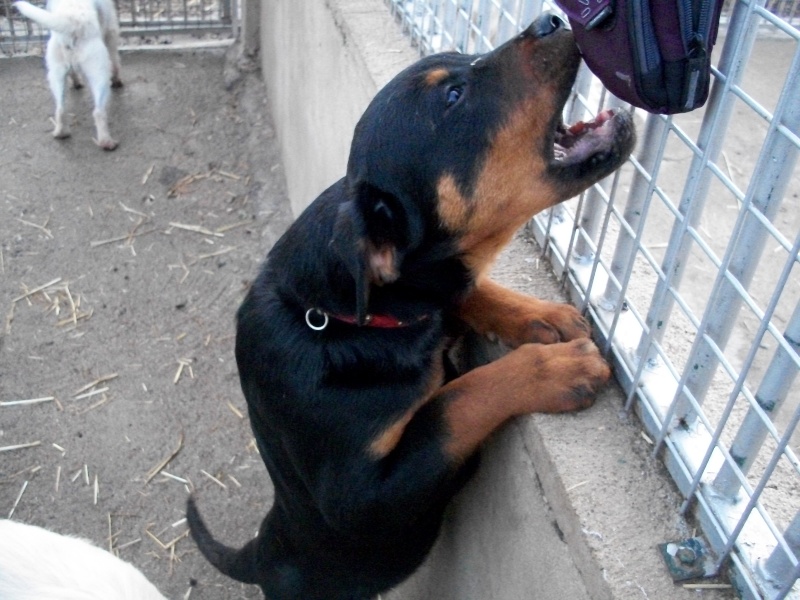 HANNIBAL (chiot mâle rottweiller) Avrel_12