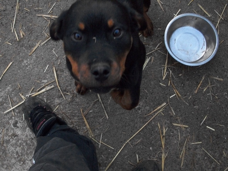 HANNIBAL (chiot mâle rottweiller) Avrel_15