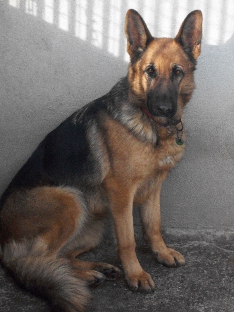 BELLA (berger allemand) Avrel_31