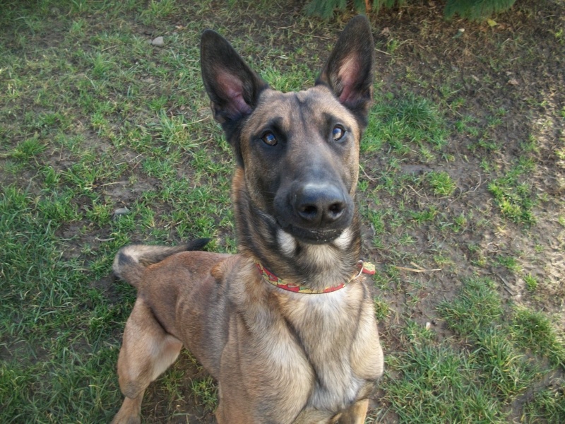 TYSON (berger malinois mâle) Banjo_16