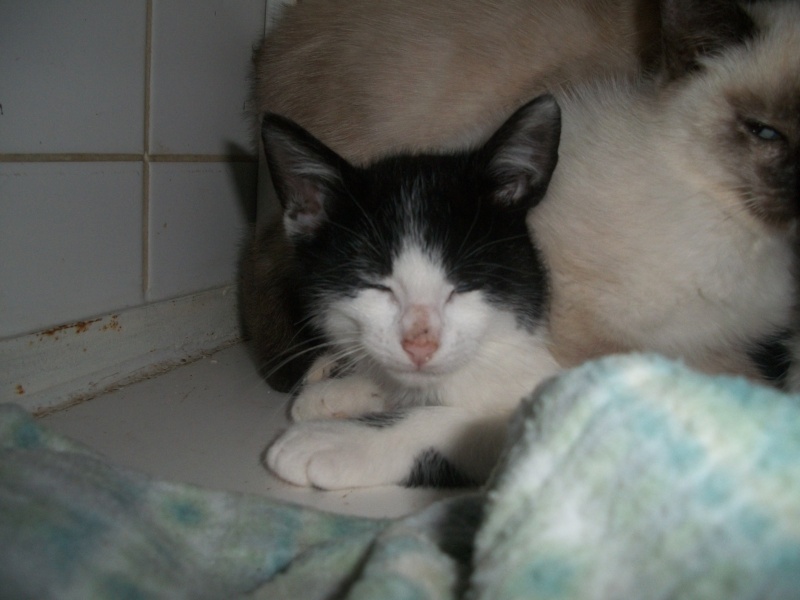 KIWI (chaton male noir et blanc) K_00511