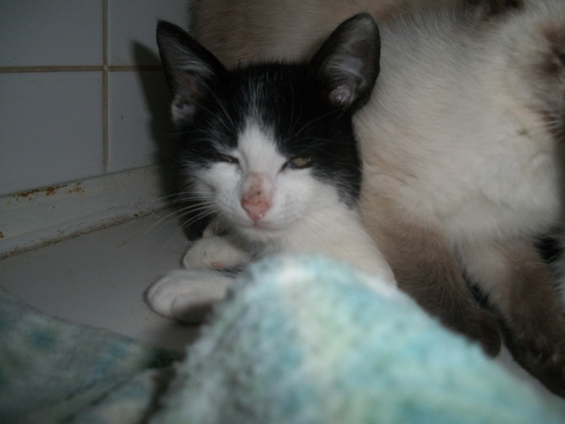 KIWI (chaton male noir et blanc) K_00810