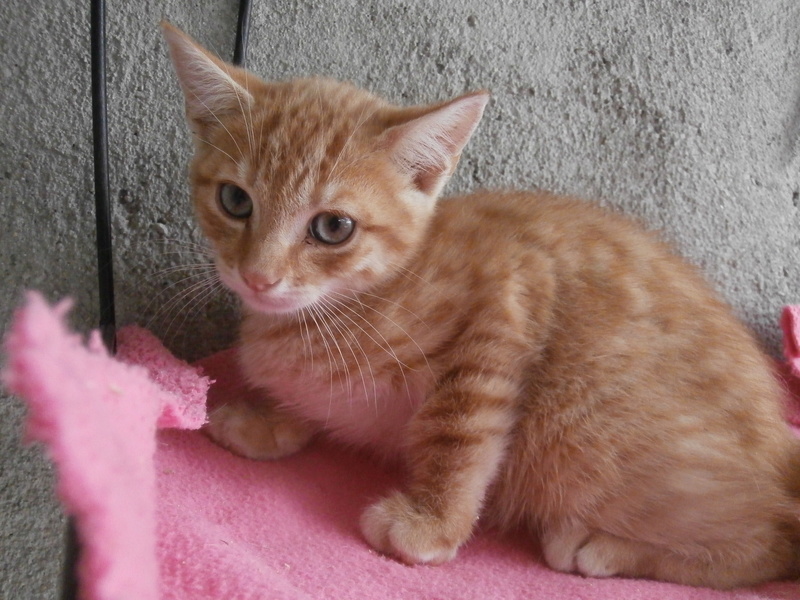 TSUNAMI (chaton mâle roux) P7204217