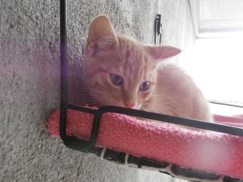 TSUNAMI (chaton mâle roux) P7204218