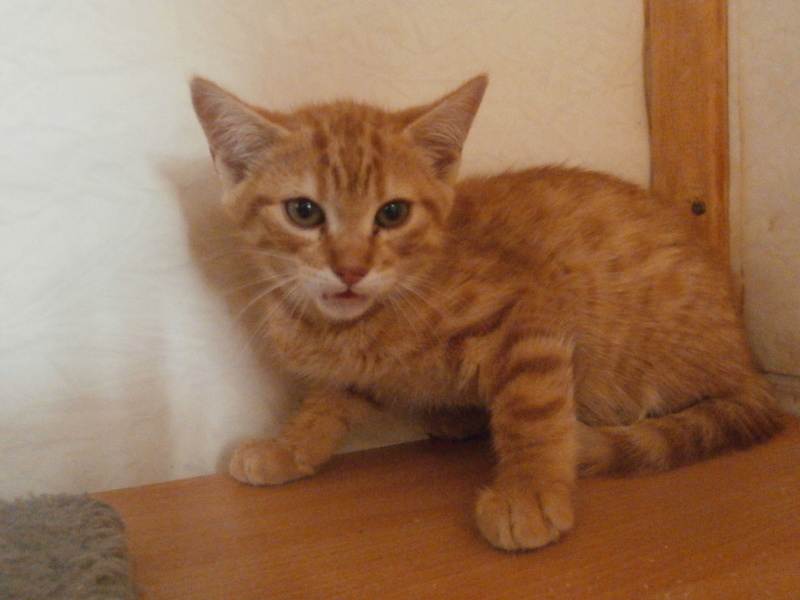 Travis (chaton mâle roux) P7204219