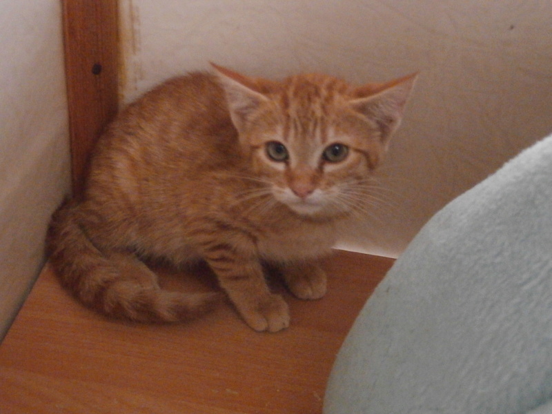 TOBY (chaton mâle roux) P7204220