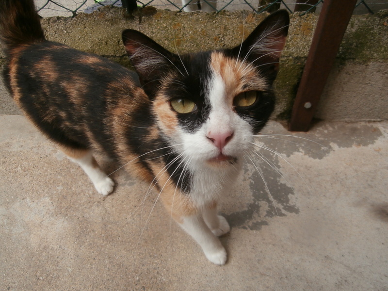 HAWANNA (chatte tricolore) P7254213