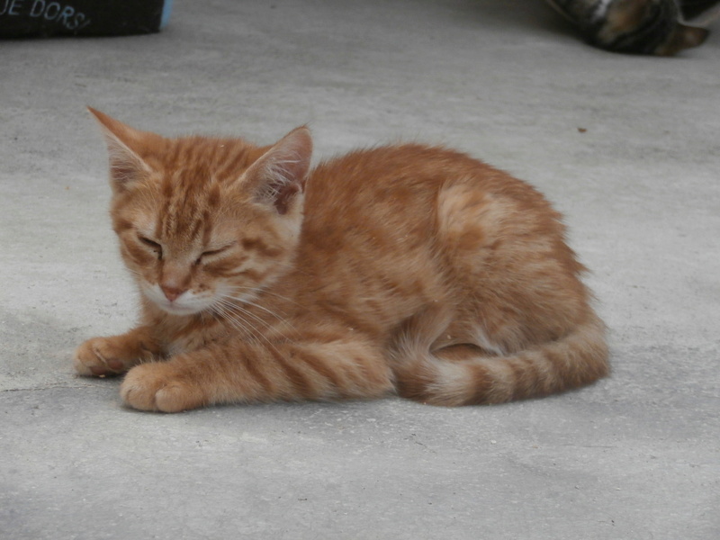 TSUNAMI (chaton mâle roux) P7304233