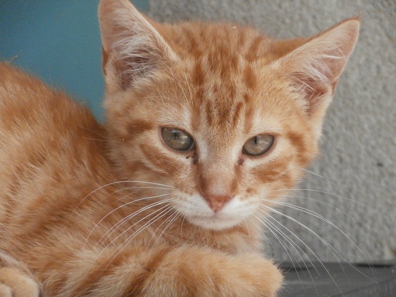 TSUNAMI (chaton mâle roux) P7304234