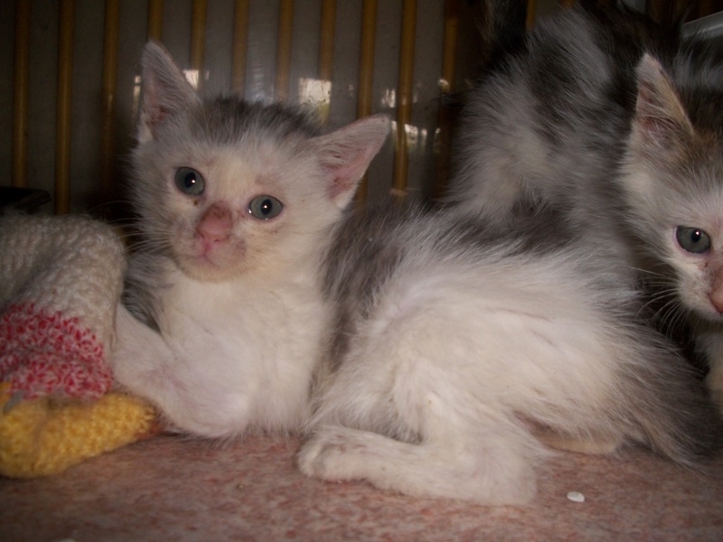 Wippy (chaton gris et blanc) Piscin19