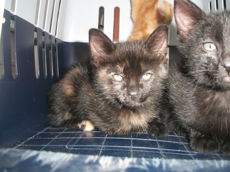 LISBONNE(chaton femelle noire avec tâche rousse sur la tête) Sancho16