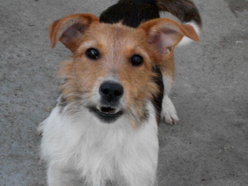 DONIA (croisée fox terrier femelle ) Shadow19