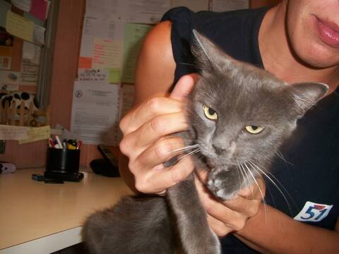 Vitamine Chaton Croise Chartreux Page 1