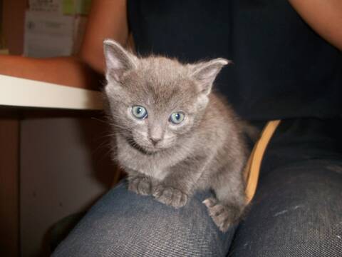 Vitamine Chaton Croise Chartreux