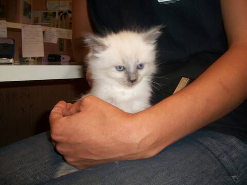 Vitamine Chaton Croise Chartreux Page 1