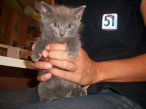 Vitamine Chaton Croise Chartreux Page 1
