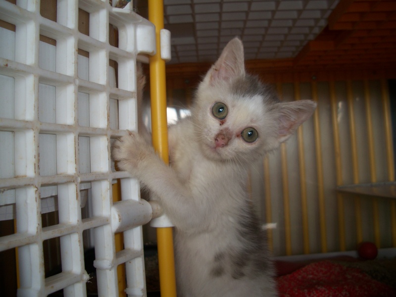 Wippy (chaton gris et blanc) Wallac18