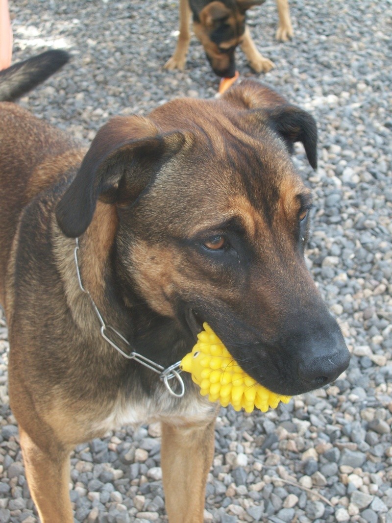 ELIOT (croisé berger belge/boxer)" Wallac26