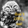 An Icon a Day... - Page 4 Owl_bm10