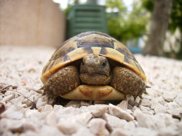 Pourriez vous m'aider a savoir l'espece de mes tortues ? Malo_v10