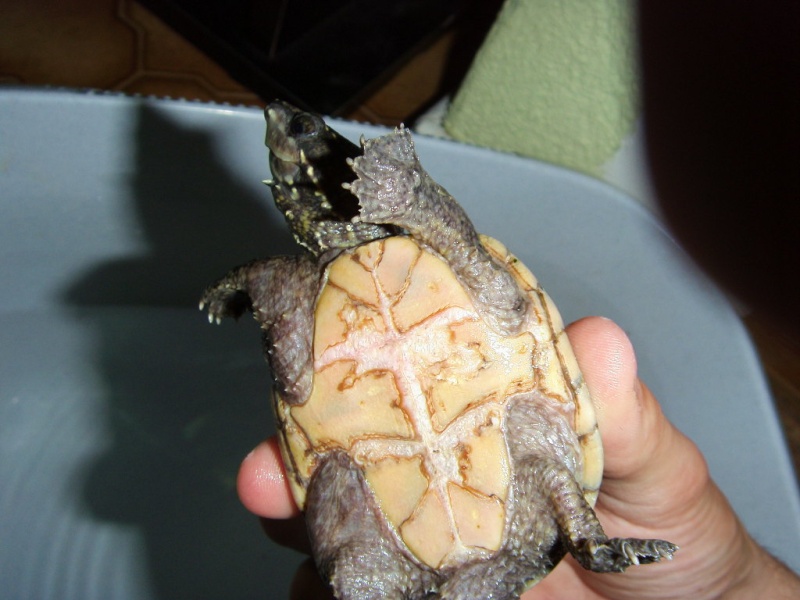 identification d'une tortue S73f0517