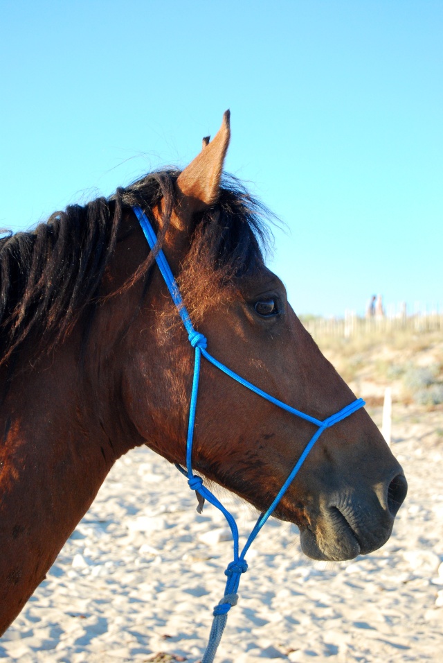 Saphounet, petit séjour sur l'île de Ré !! Dsc_0318