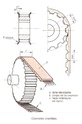 Deuxième organe de transmission : La Courroie Synchrone Couroi10