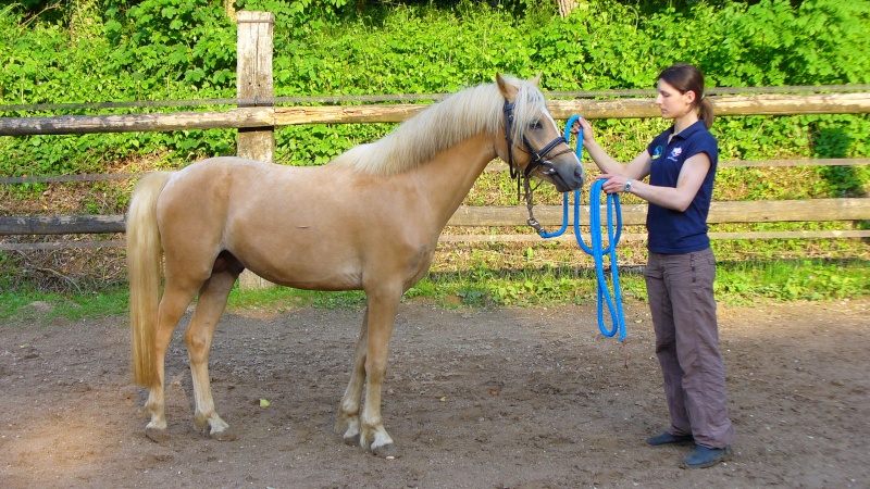 poney welsh B palomino a vendre P1040912