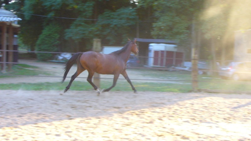 Pouliniere 8 ans à vendre pour sport ou repro P1050314