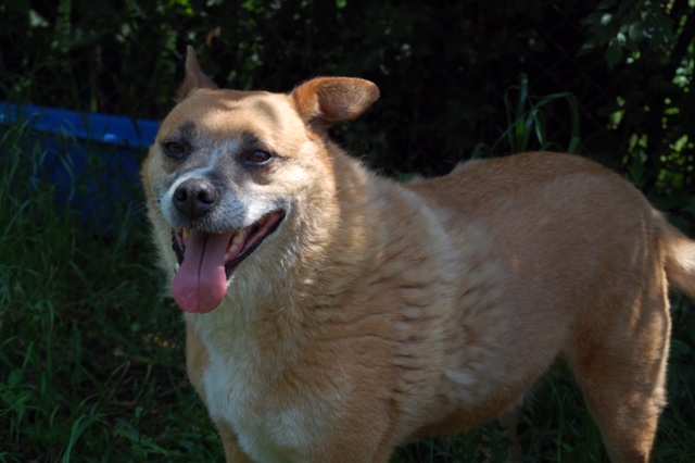 REXOU - mâle croisé, taille moyenne, né en 2009 - URGENCE, plus de 2 ans de refuge (CARMINA BUCAREST) - Adopté en Ecosse Cid_ca10