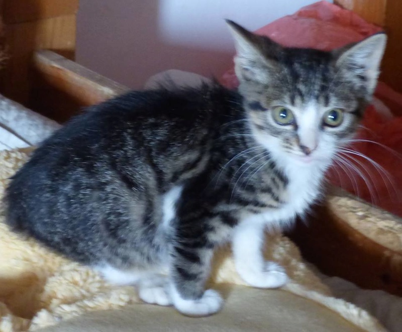 VENUS (ex TITI) - chaton femelle, née avril 2016 - En FA chez Abysse (92) - ADOPTEE PAR ANNE et FATLUM (depart94) Clocha12