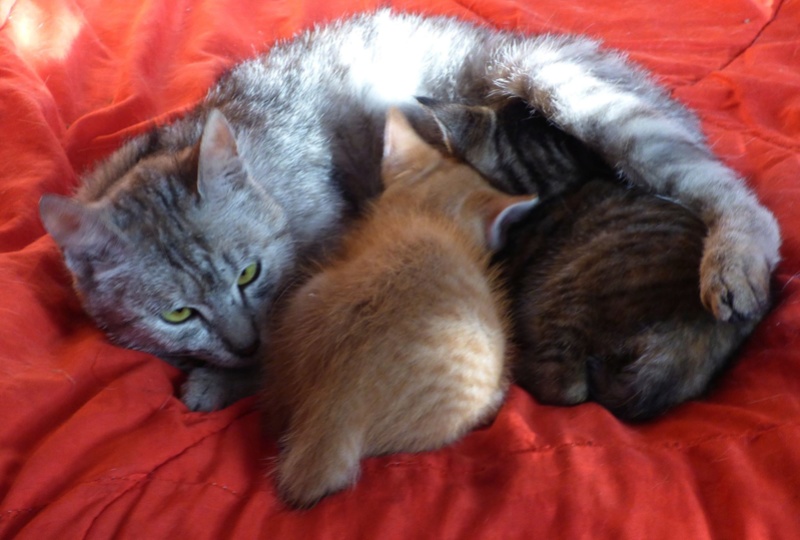 MUSLIN - chat femelle - Adoptée par Magali (Belgique) Mus610