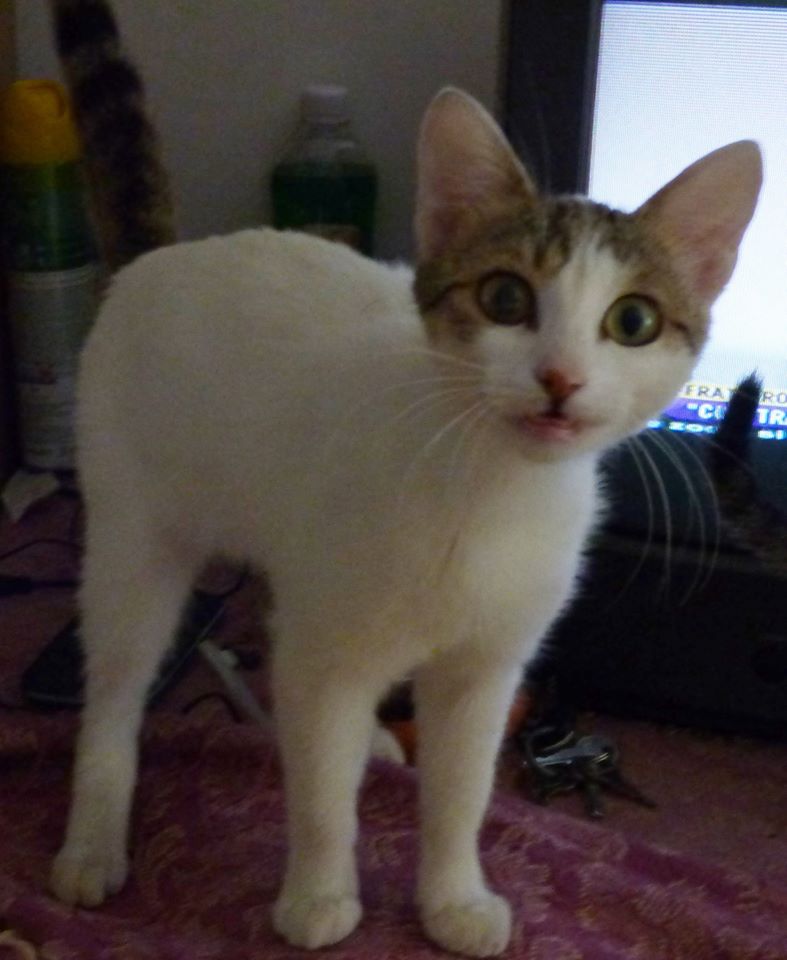 WENDY - chat femelle, née janvier 2015 - adoptée par Magali (Belgique) Wendy10
