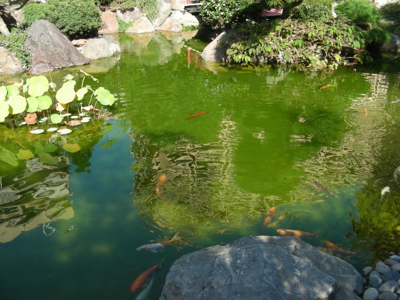 Jardin Japonais de Monaco, ça vous branche ? - Page 3 1_7810