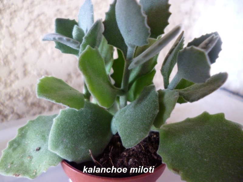 identifiaction d'une succulente Kalanc12