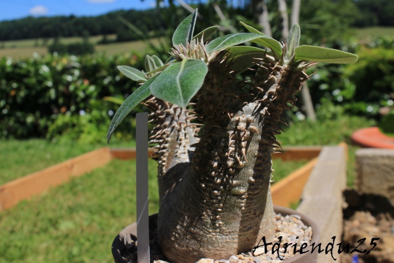 PACHYPODIUM DENSIFLORUM - Page 3 Img_8429