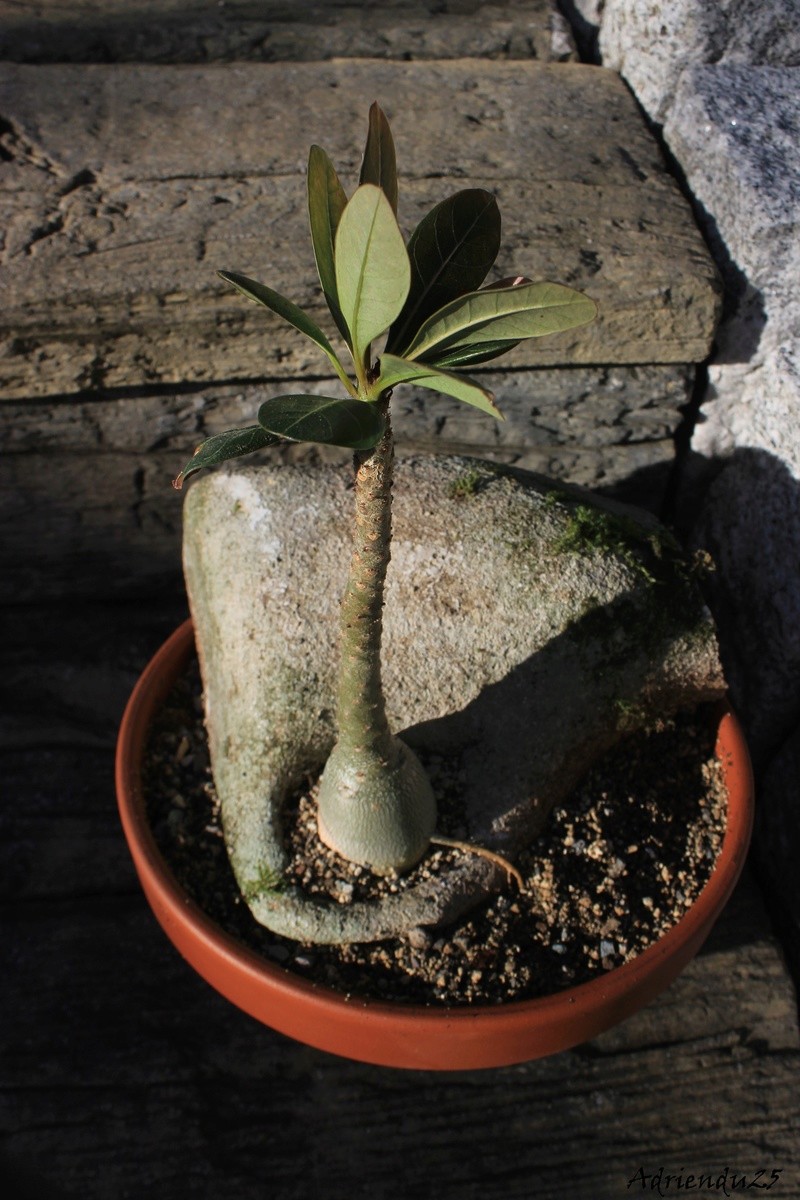 ADENIUM SOCOTRANUM EN FOLIE - Page 6 Img_8727