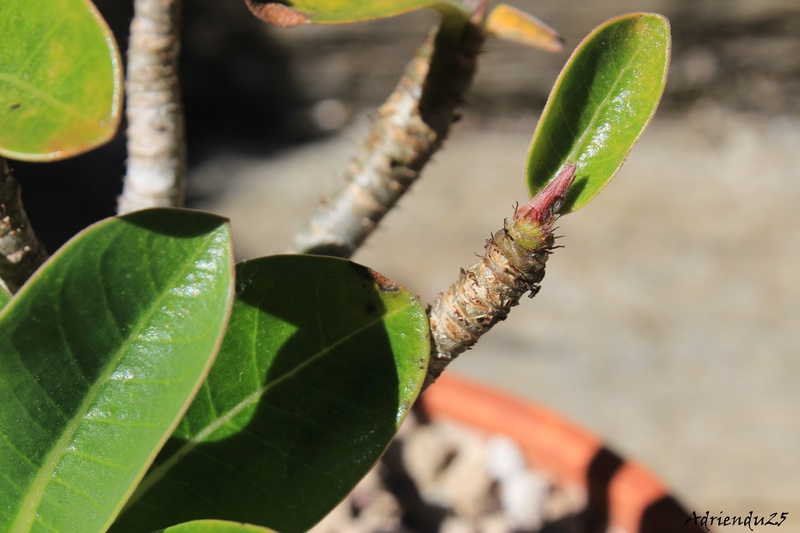 Adenium arabicum - Page 6 Img_8810