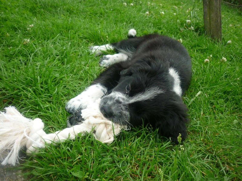 chiot - [trouvé] nous cherchons un chiot a adopter en belgique  - Page 3 P1030221