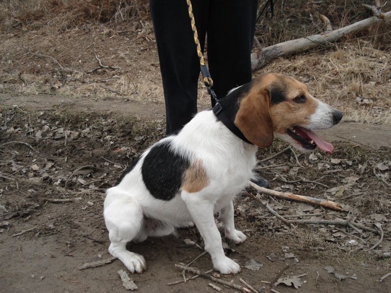 CARAMEL croisé beagle, mâle, 2 ans et demi (Lille 59) Carame12