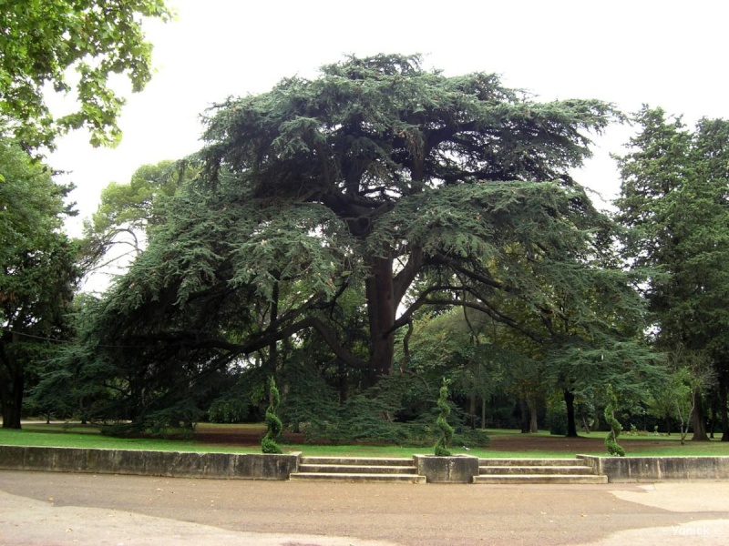 Les arbres vénérables Cedreg10