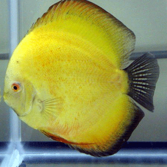 سمكة الدسكاس Lemon-10