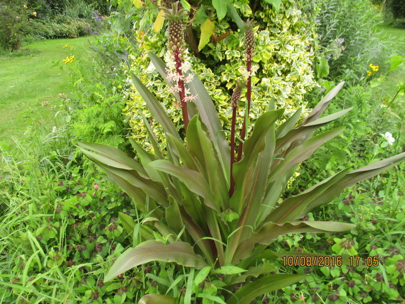 Bulbes de Fleur d'Ananas (Eucomis bicolor) - Page 3 Img_1030