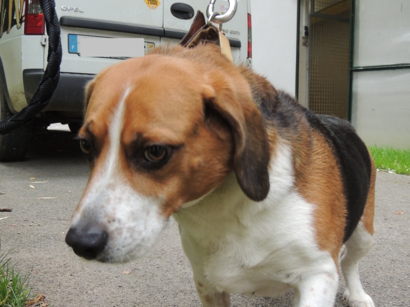 FILOU - beagle 6 ans - Refuge de la Picoterie à Crogis (02) Dimanc42