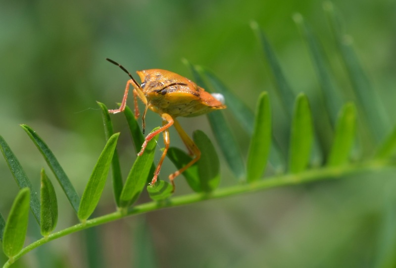 [Carpocoris sp. (pudicus/purpureipennis)] Pentatomidae 06-09-15