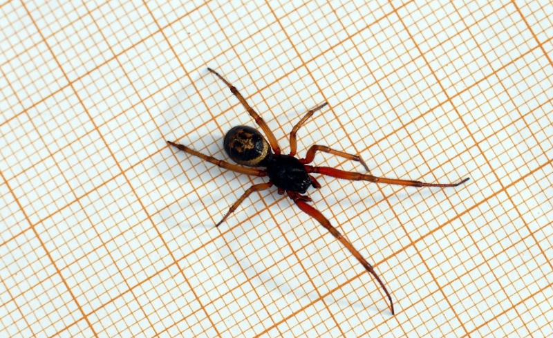 Identification d'une araignée. 06-18-10