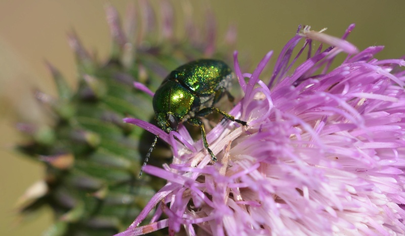 Petit Coléoptère vert 07-04-22